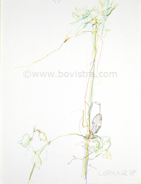Blumenbild 1 | 2018 | Frank Lorenz | Original ca. 21 x 29 | gerahmt 40x50  mit weissem oder schwarzem Holzrahmen und weissem Passepartout Buntstift auf Papier