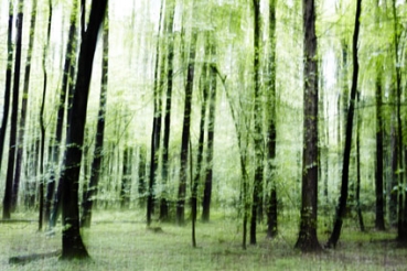 Bild Nr. 1 Waldserie