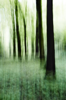 Bild Nr. 2 Waldserie
