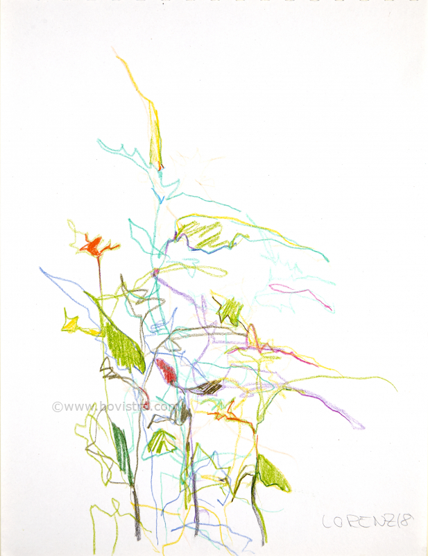 Blumenbild 2 | 2018 | Frank Lorenz | Original ca. 21 x 29 | gerahmt 40x50  mit weissem oder schwarzem Holzrahmen und weissem Passepartout Buntstift auf Papier