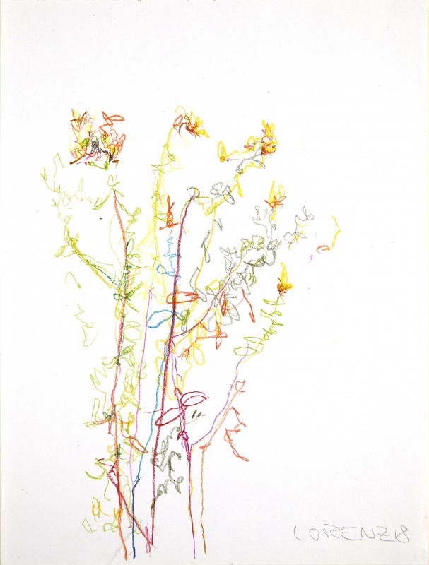 Blumenbild 3 | 2018 | Frank Lorenz | Original ca. 21 x 29 | gerahmt 40x50  mit weissem oder schwarzem Holzrahmen und weissem Passepartout Buntstift auf Papier