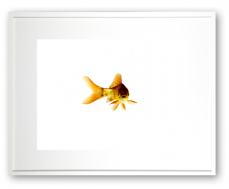 Heinz - Der Goldfisch Nr. 2 | 15x20  | Open Edition Ralf Wehrle und Uwe Frank ca. 15x20 cm | gerahmt 24x30cm |Fine-Art-Print Fotografie | mit Passepartout und Holzrahmen weiss. Auflage „Open Edition“ | signiert 