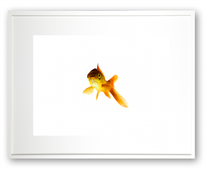 Heinz - Der Goldfisch Nr. 1 | 15x20  | Open Edition Ralf Wehrle und Uwe Frank ca. 15x20 cm | gerahmt 24x30cm | Fine-Art-Print Fotografie | mit Passepartout und Holzrahmen weiss. Auflage „Open Edition“ | signiert 